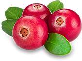 Jagode